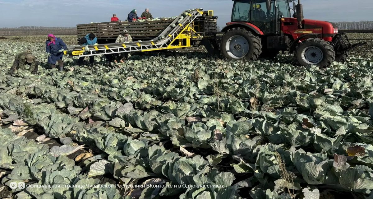 В Чувашии собрали почти 119 тысяч тонн картофеля и полностью убрали хмель