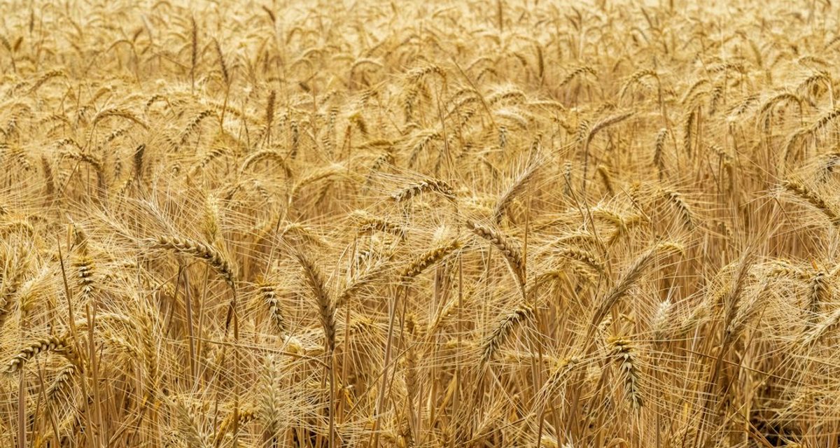 В Чувашии собрали более 800 тысяч тонн зерна и нарастили поголовье коров