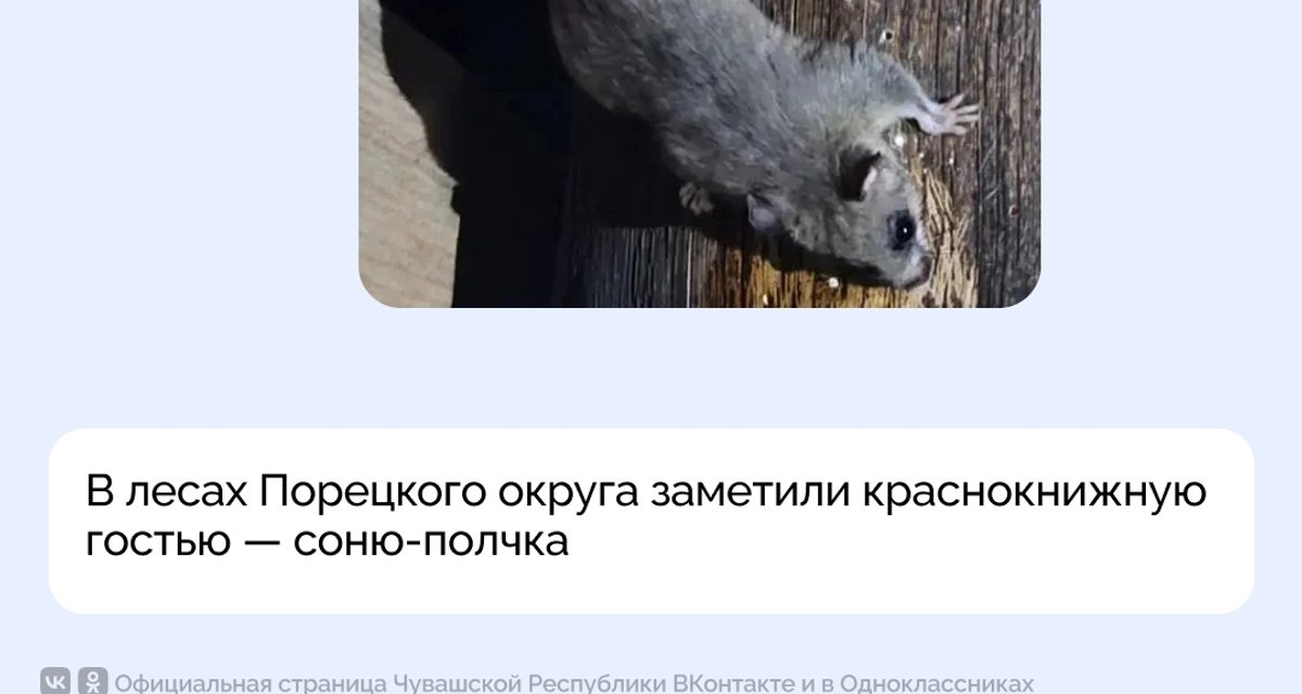 Инспектор сфотографировал краснокнижную соню-полчка в лесах Порецкого округа